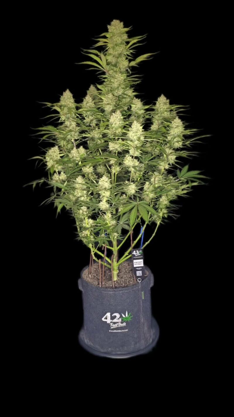 Guava Auto, Фасовка: 5, изображение 18